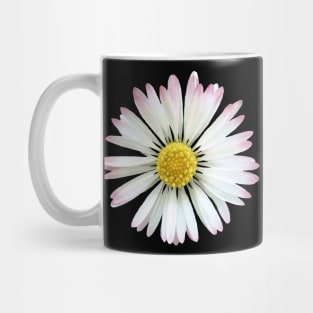 daisy flower, blooming daisies, bloom, blossom Mug